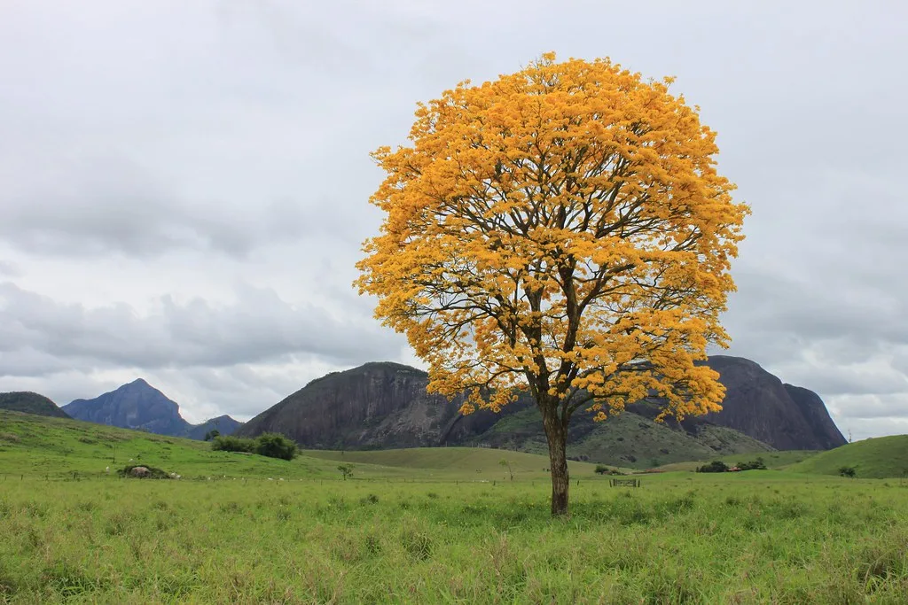 Ipê-amarelo florido no meio de um campo
